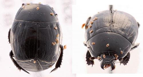 Margarinotus striola succicola